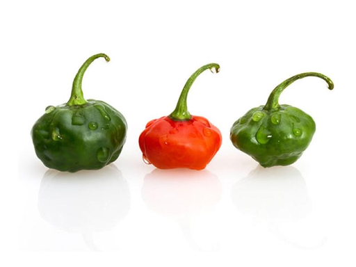 Cachucha Peppers 8LB