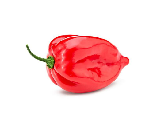 Habanero Rojo / Red 8LB