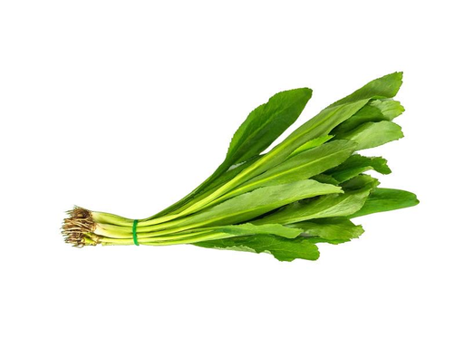 Culantro 40CT