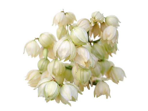 Flor de Izote 208oz