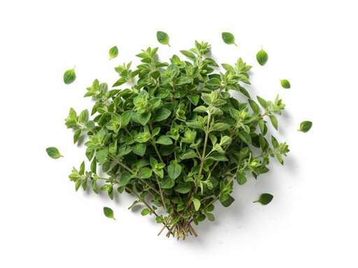 Fresh Oregano 12CT
