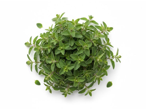 Marjoram / Mejorana 12CT