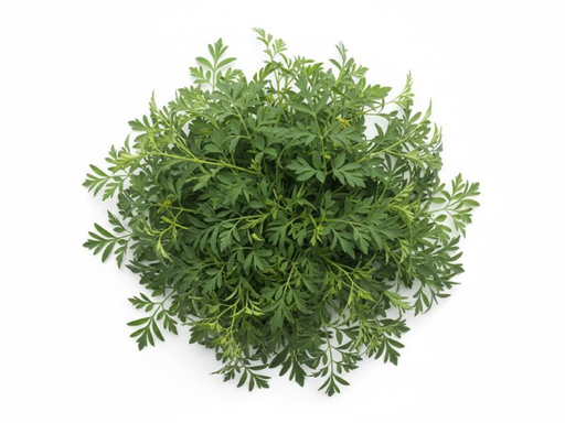 Rue / Ruda 12CT