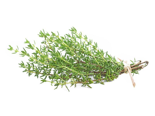 Thyme / Tomillo 12CT
