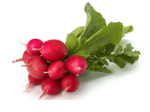Rabano / Radish 24CT